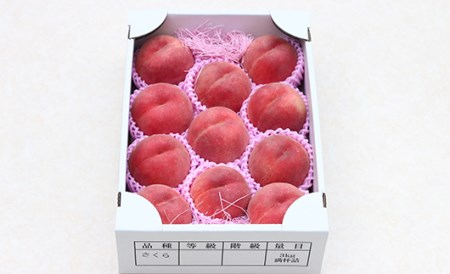 【先行受付 令和8年度発送】山形もぎたて白桃3kg ギフト箱入り もも モモ 桃 デザート フルーツ 果物 くだもの 果実 食品 山形県 FSY-0225