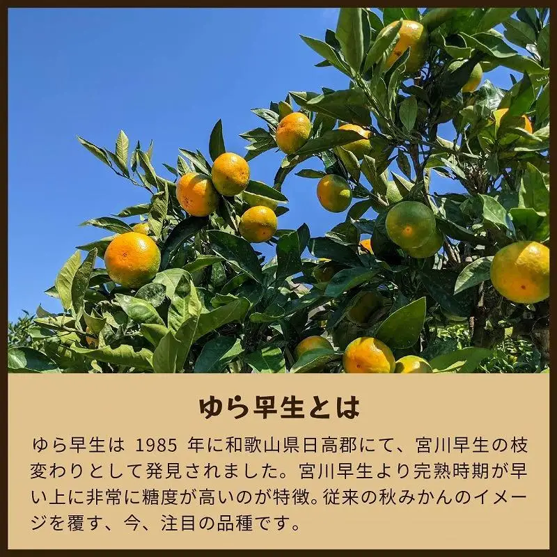 ゆら早生　5kg家庭用｜和歌山で生まれた極早生みかんの優良品種【2026年10月発送開始】