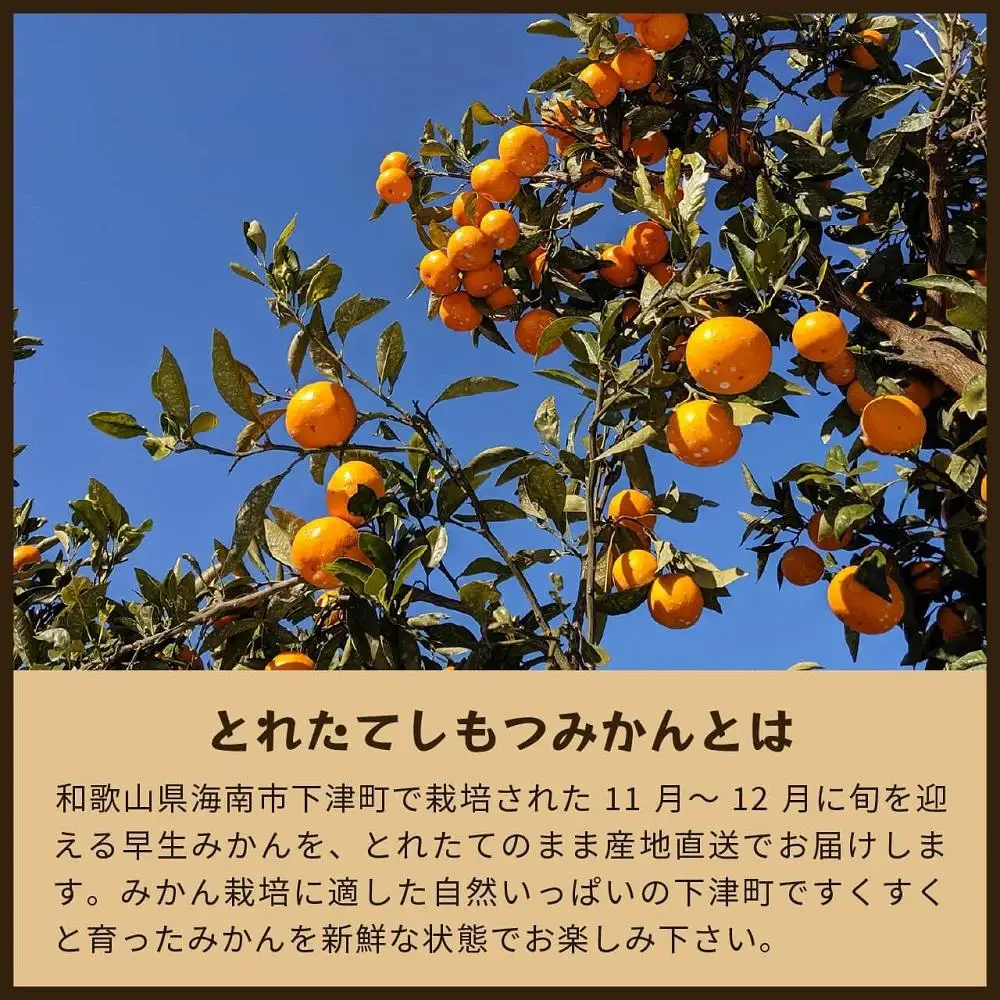 とれたてしもつみかん　5kg家庭用｜和歌山県海南市の下津みかんを産地直送でお届け【2026年11月発送開始】
