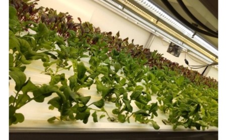 洗わずに食べられる！たむらの愛され野菜　ミックスリーフセット　10個 サラダ野菜 