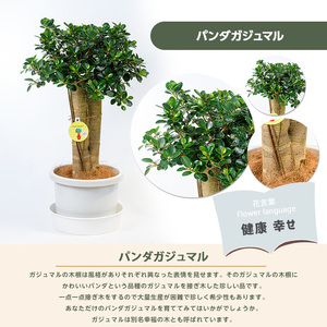 2026年1月中旬～発送【観葉植物】パンダガジュマル85cm～95cm リン鉢 前園植物園 IB002-010 観葉植物 ※北海道・沖縄・離島配送不可
