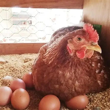 【北海道産】毎日食べたくなる平飼いたまご60個_卵・乳製品 卵  たまご タマゴ 玉子_【配送不可地域：離島】【1215858】