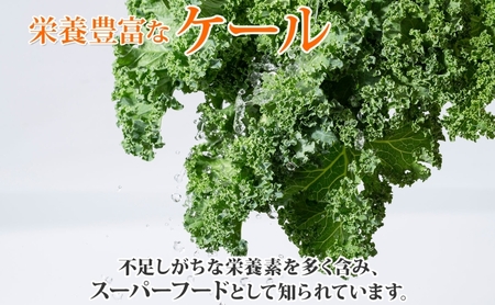 【2026年発送】北海道 定期便 3ヵ月連続3回 北海道 有機栽培 ケール 1kg 乾燥フレーク付 オーガニック 有機野菜 緑黄色野菜 JAS 冷蔵 産直 産地直送 国産
