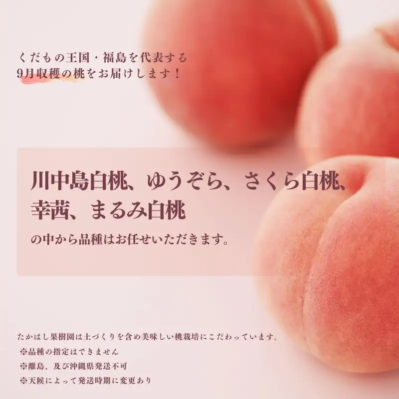 No.1906たかはし果樹園の桃 9月収穫約1.5kg【2026年発送 先行予約】