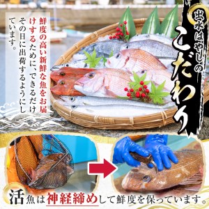 i580 出水の鮮魚おためしBOX(約2～3kg程度・3～6種類) 魚 鮮魚 鹿児島県 出水近海 お寿司 煮付 料理 旬 何が届くかはお楽しみ【出水はやし】