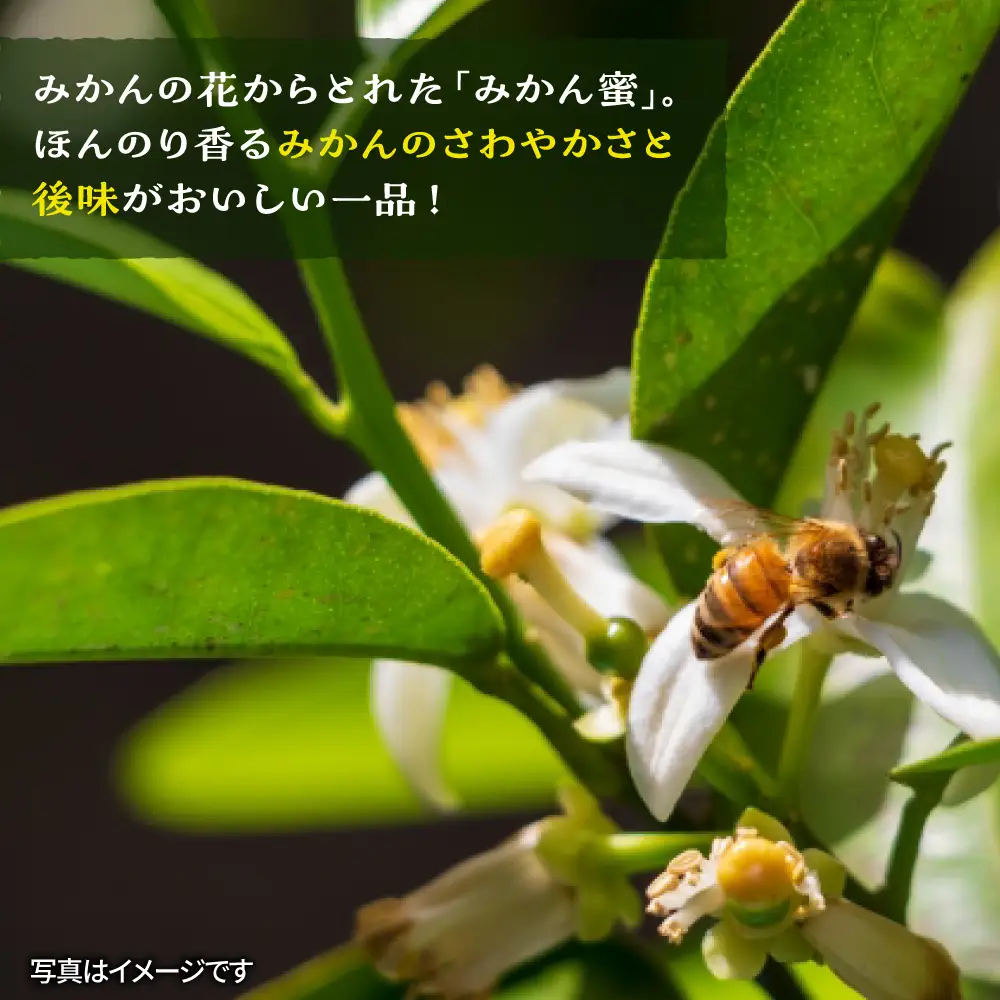 福岡 糸島産 生はちみつ ( みかん蜜 450g ) 糸島市 / 糸島二丈サクランボ農園 [AKJ001]