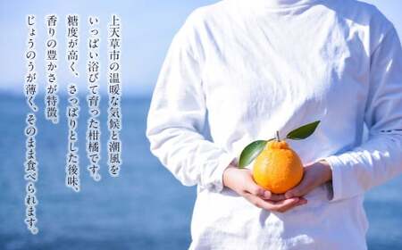 【先行受付】不知火 約5kg（16玉～22玉） 柑橘 みかん 蜜柑 ミカン デコポン フルーツ 果物 果実 カットフルーツ 天草 熊本県 上天草市 【2026年3月下旬から5月上旬順次発送予定】