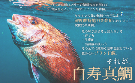 ＜津本式究極の血抜き 白寿真鯛 セミドレス 1尾（約1.5kg）＞ 鯛 タイ たい マダイ まだい 活〆 尾頭付き 養殖 特産品 魚 お祝い 内祝い ギフト 贈答 贈り物 赤坂水産 赤坂竜太郎 愛媛県 西予市【冷蔵】『1か月以内に順次出荷』MAS0001