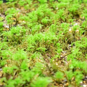コウヤノマンネングサ [Climacium japonicum] 人工栽培品種 3本 NKK0001