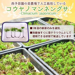 コウヤノマンネングサ [Climacium japonicum] 人工栽培品種 5本 NKK0003