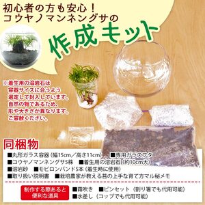 初めてでも簡単！10分で作れる コウヤノマンネングサの岩作成キット ★作り方動画付 NKK0010