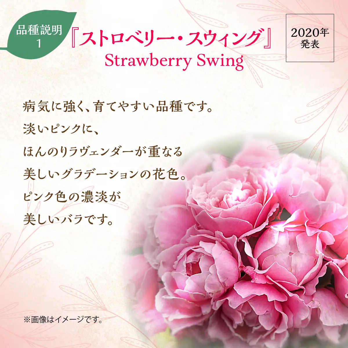 【Apple Roses】バラ苗『ストロベリー・スウィング』大苗6号ポット植え  HNNH013