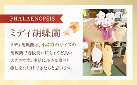 ミディ胡蝶蘭 4寸鉢 2本立 1鉢《品種や色の選択はおまかせ》/ 石原洋蘭園 / 山梨県 中央市