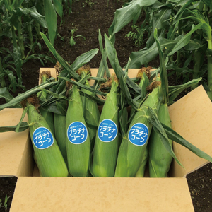 【先行予約】阿見町産 今朝採れとうもろこし約5kg（バイカラー ホワイト詰合せ・9本～15本）【茨城県 阿見町  国産 甘い 朝採り 野菜 ドルチェドリーム プラチナコーン 食べ比べ 送料無料】（04-24）