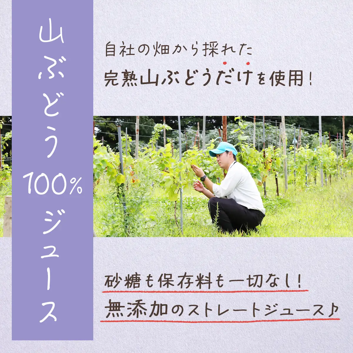 七戸町産 山ぶどうジュース（720ml×2本）【完熟 葡萄 ブドウ ジュース セット 果物 フルーツ 飲料 果汁 100% 無添加 常温 青森県 贈り物 贈答 ギフト プレゼント 美容 健康】【02402-0010】