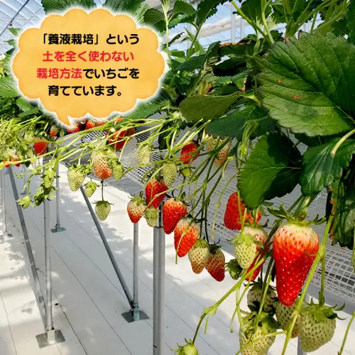 いちご狩り体験 チケット おとな2枚 いちご狩り 体験 イチゴ 苺 フルーツ 果物 食べ放題 [BP003ya]