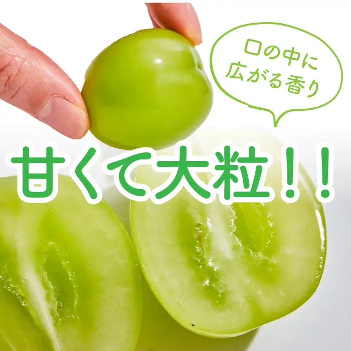 【2026年先行受付】 【農林水産大臣賞受賞!!】 シャインマスカット 2房 1kg以上 ALPAS004 | シャインマスカット