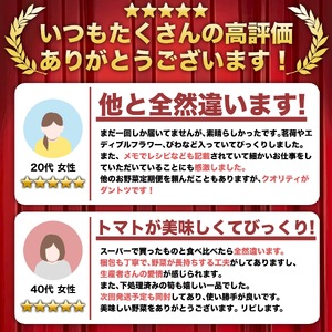 【 野菜 】 野菜定期便 12ヶ月