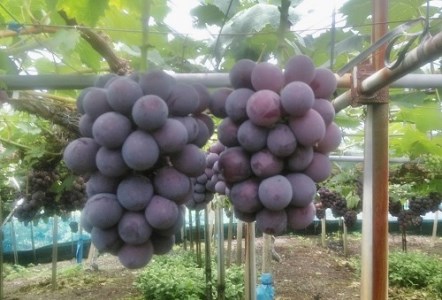 島田農園　ピオーネ2kg（3房～4房入り）【令和8年8月中旬頃発送！予約受付中】【A-78】