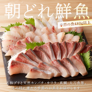 【単月お届け】大和海商 大和のこだわり漁師のお刺身6人前【冷蔵】 N072-YA5531-1