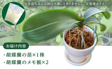 【家で育てる！】 胡蝶蘭 の苗 1株と 胡蝶蘭柄のメモ帳2つ  胡蝶蘭 洋蘭 苗[BDAB002]