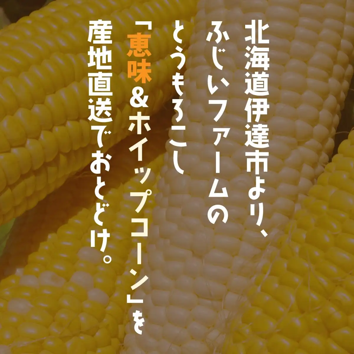 ＜先行予約＞北海道産 とうもろこし(恵味/ホイップコーン) 計20本【55250487】