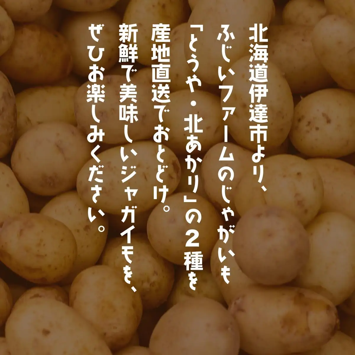 ＜先行予約＞北海道産 じゃがいも2種(とうや/北あかり) 約10kg【55250488】