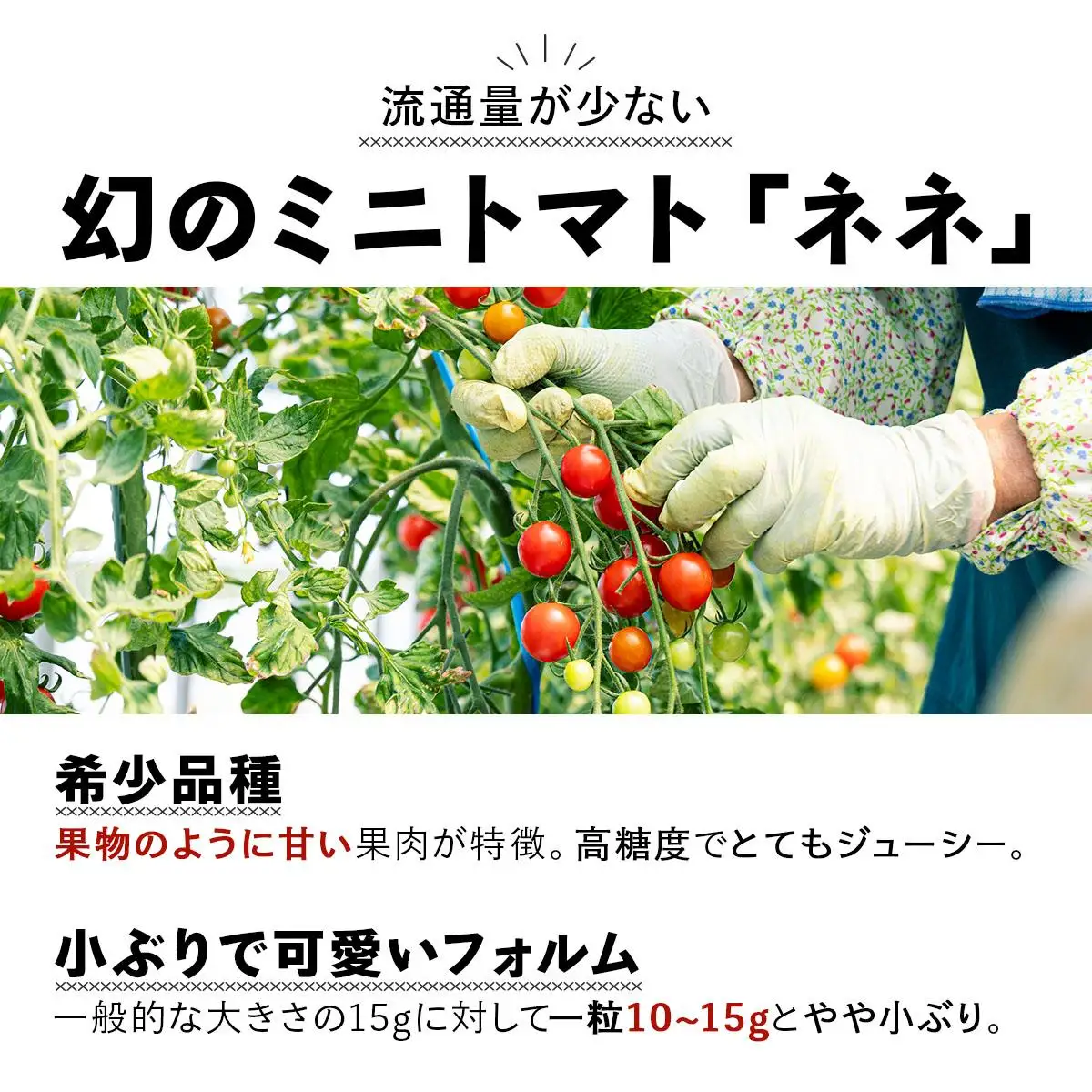 【2026年先行予約】北海道産 ミニトマト ネネ 約3kg フルーツトマト プチトマト 甘い 濃厚 彩り 鮮やか 希少 お中元 お歳暮 暑中見舞い 帰省土産 ご自宅用 産地直送 大滝農園 送料無料 北海道