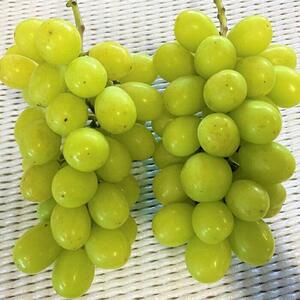 ぶどう シャインマスカット 約2kg 産地直送 ぶどう