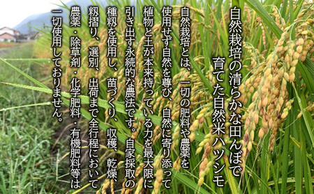 自然尊重で育てた安全な美味しい自然米ハツシモ（玄米）5kg お米 