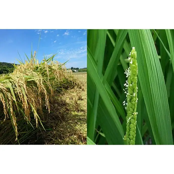 和歌山県産にこまる１0キロ（５キロ２袋）