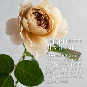 わばら花束S-ROSE CHARLOTTE PERRIAND   Rose Farm KEIJI  WABARA  記念日 AT-0027