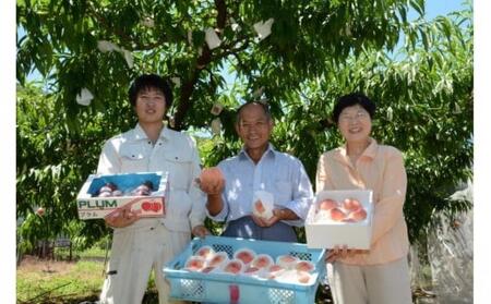 【先行予約】大玉で濃厚な讃岐もも 約3kg 8月出荷 品種おまかせ 【国産もも 桃 白桃 白鳳 あかつき 清水白桃 なつおとめ 川中島白桃 まどか 黄金桃 西大母 飯田桃園 さぬき市】