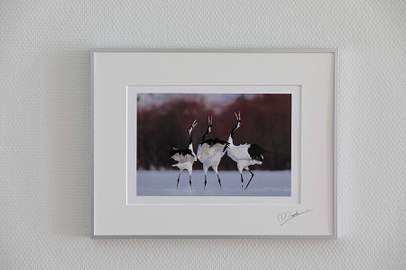鶴居村 タンチョウ写真家 和田正宏 額付きオリジナルプリント「鳴き合い」(サイン入り)