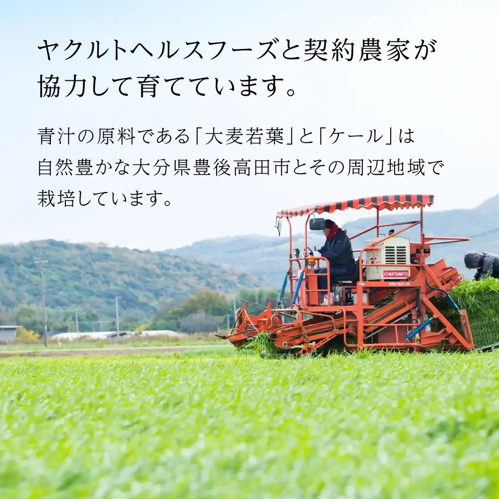 私の青汁 (60袋×2箱)  | ヤクルト 大麦若葉 健康 美容