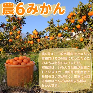 i586 ＜2026年3月下旬～6月中旬の間に発送予定＞《傷ありのため訳あり》農6みかん(約5kg) 果物 フルーツ 柑橘 国産 鹿児島県産 みかん 蜜柑 【江崎果樹園】