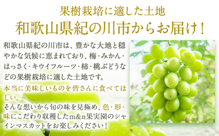 シャインマスカット 大粒約1.2kg(600g前後×2) 