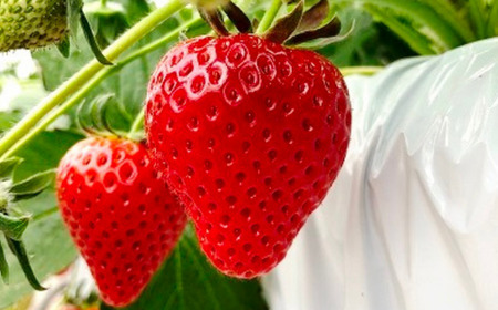 埼玉生まれの希少いちご『あまりん　大粒』（450ｇ以上）【潰れが気にならない方限定】　いちご あまりん いちご