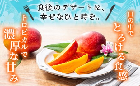 【先行予約/数量限定】完熟マンゴー ３L～４L×２玉（パック）宮崎県産 濃厚 高級 果物 フルーツ 贈答 ギフト 完熟マンゴー マンゴー  【JA綾町】_A0114-2301
