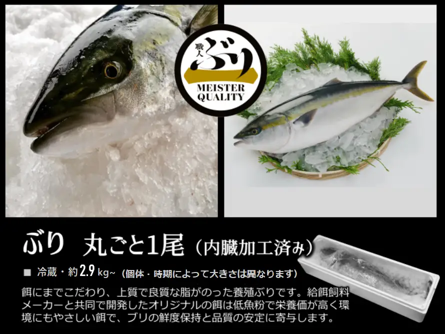AQ-4714-202605／【鹿児島産ぶり】冷蔵・ぶり丸ごと1尾（内臓処理済み）