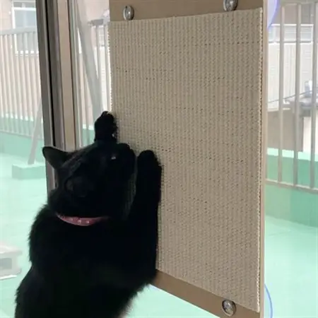 猫爪とぎオンリーキャット 猫の板(吸盤タイプ)【1225499】
