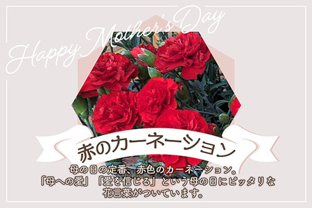 【R8.5月初旬より順次発送】成澤さんのカーネーション 赤 5号鉢（入金期限：2026.4.30）母の日に プレゼント