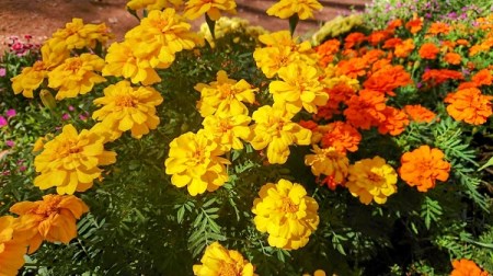 【R8.5月下旬より順次発送】ガーデニング用花苗 マリーゴールド（黄色6ポット・オレンジ6ポット）（入金期限：2026.5.20）