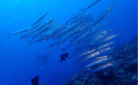 ダイビング 久米島ファンダイビング利用券1名様 1日3ダイブ×2日間  マリン アクティビティ