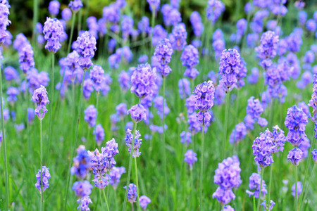 【母の日ギフト】 イングリッシュラベンダー5号 2026年5月から順次発送 母の日