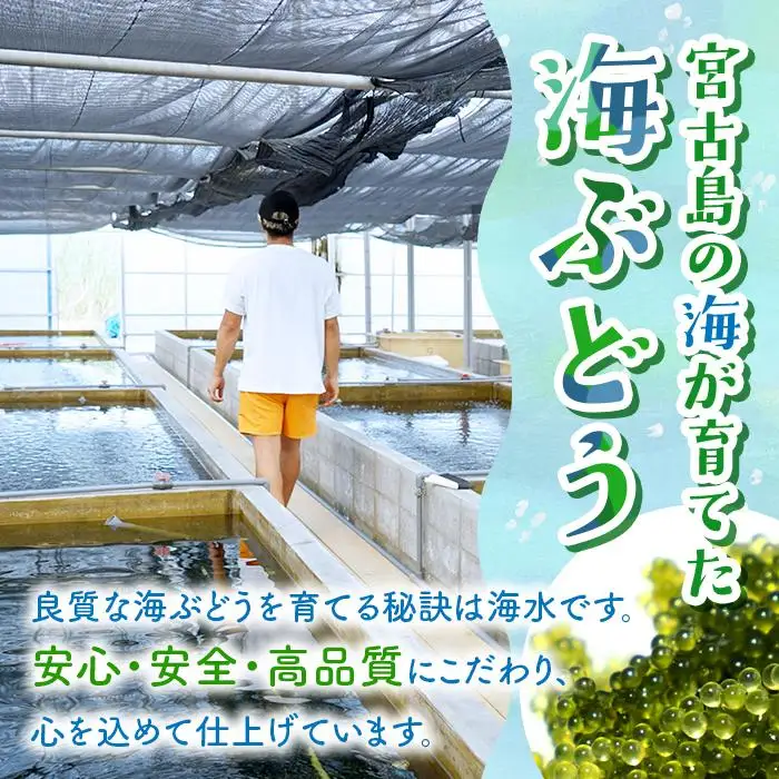 宮古島朝採れ海ぶどう（6パック）｜新鮮直送 プチプチ食感 沖縄土産（FL002）