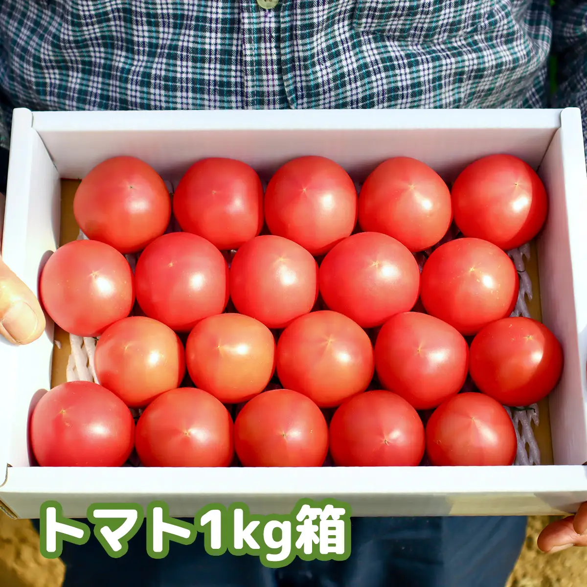 まっことうまい！水田さんのフルーツトマト【約1kg / 化粧箱入】