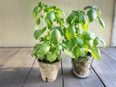 食彩GARDEN三浦やさい栽培キット＆旬野菜 M043-001 野菜 三浦野菜