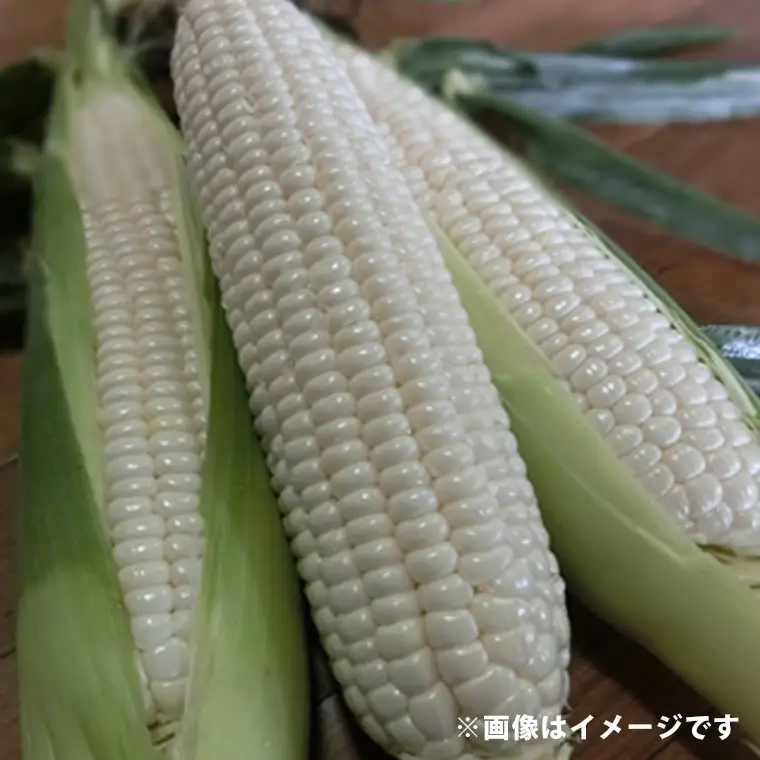 白いとうもろこし 雪の妖精 約5kg入り 先行予約 K1966