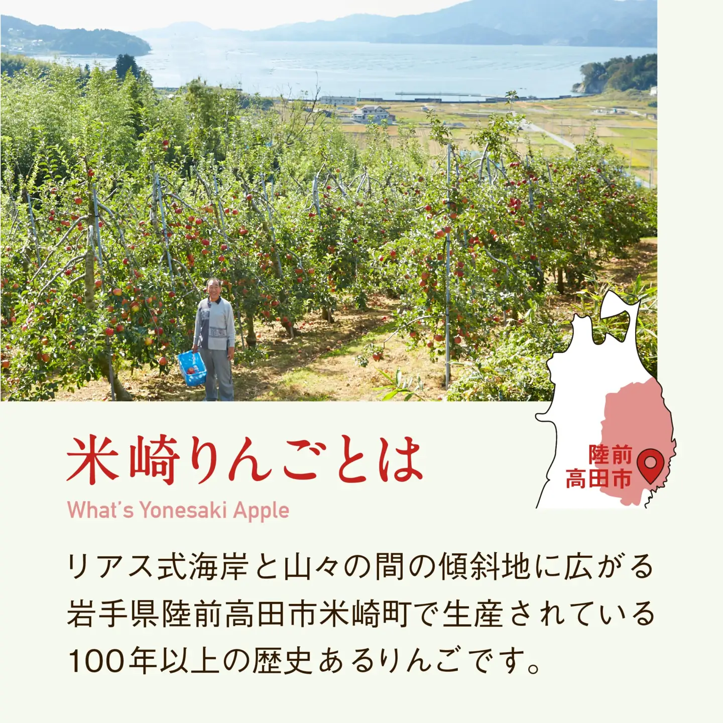 【品種おまかせ！】 米崎りんご 3kg 果物 9月頃から発送予定 りんご